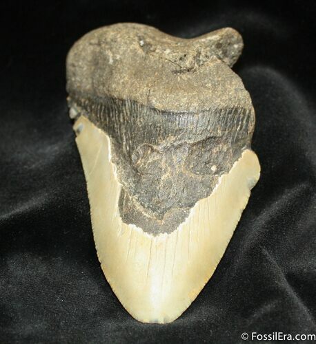 Inch South Carolina Megalodon Tooth #866